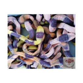 Confiserie gélifiée marque Trolli Serpent python davidetsessaveurs.fr.